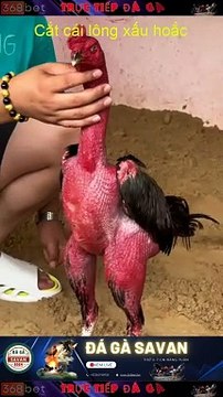 Trường gà Savan trực tiếp hôm nay 368bet.