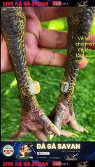 Trường gà Savan Lào Đá Gà Trực tiếp 368bet.