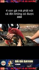 Trực tiếp trường gà Savan 368BET.LIVE