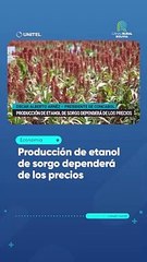 Producción de etanol de sorgo dependerá de los precios