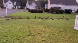 Man Uses Green Laser Pointer to Scare Geese Away From Front Yard
