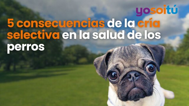 5 consecuencias de la cría selectiva en la salud de los perros