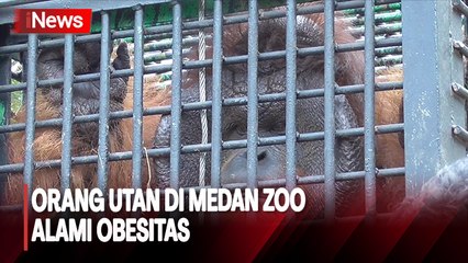 Alami Obesitas, 1 Orang Utan di Medan Zoo Dievakuasi