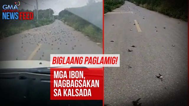 Biglaang paglamig! Mga ibon, nagbagsakan sa kalsada | GMA Integrated Newsfeed