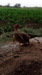 Teetar ki bolne ki awaz