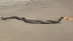 Eastern Brown snakes face off at Nobbys Beach | November 16, 2023
