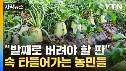 [자막뉴스] 김장철 앞두고 폐기 위기..."울고 싶습니다, 정말" / YTN