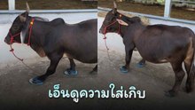 สุดแปลกไม่ธรรมดา ! คนเลี้ยงใส่รองเท้าแตะให้ควาย