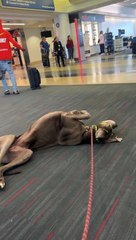 Hombre compra tres boletos de avión para acomodar a su perro junto a él