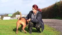 Woman scared she'll lose her XL Bully assistance dog because she lives in a caravan