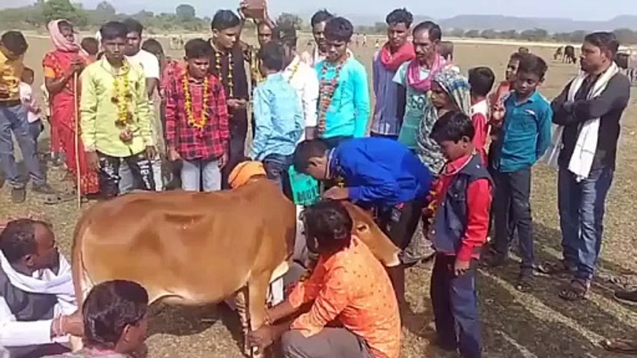 व्रतधारी युवाओं ने गौवंश की पूजा कर प्रसाद खिलाया, फिर लिया आशीर्वाद