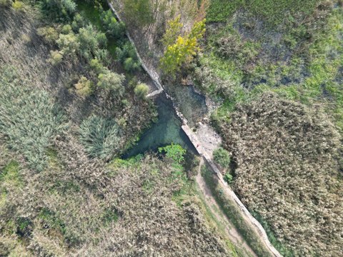 Sonbaharda açan nilüfer çiçekleri göz kamaştırıyor