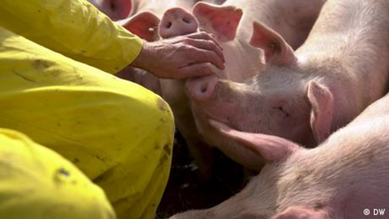 Deutschland: Die letzten sozialistischen Schweine