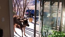 Mounted Deer Head Attracts Buck's Attention