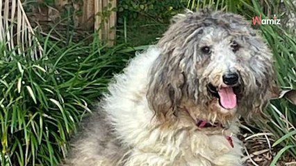 Une chienne arrive au refuge dans un état inquiétant : 3h après, la métamorphose est impressionnante