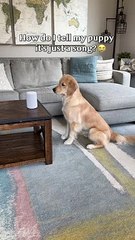 Cadela ouve tema de Bonnie Tyler e cumpre 'ordens' da cantora