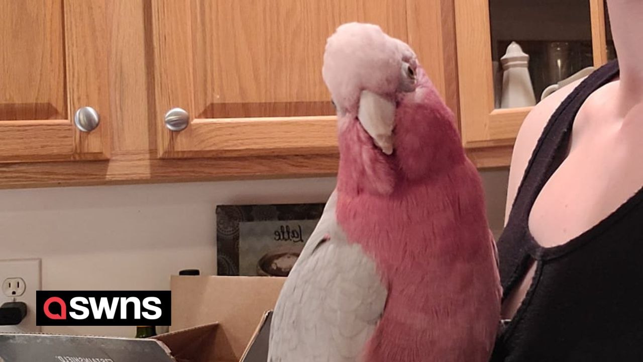 "My pet cockatoo has been freed after three months at Heathrow due to paperwork"
