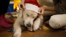Yappy Christmas: Quarter of Brits planning to spend as much on their pets as their partner