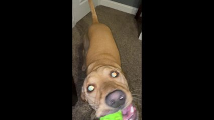 Video Sharing - Short Format