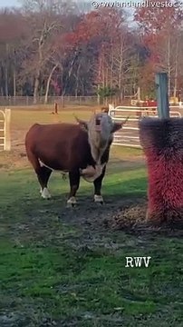 Gros taureaux cris et rayures