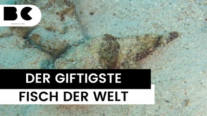 Das ist der giftigste Fisch der Welt