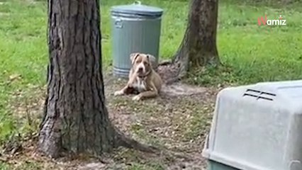 Un couple achète une nouvelle maison : ils découvrent une forme attachée dans le jardin et leur cœur se brise (vidéo)