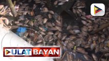 BFAR:  Malawakang fishkill sa Cavite, dulot ng algal bloom