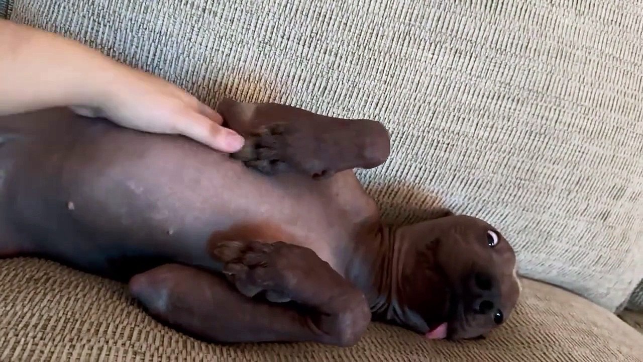 Derpy Xolo laisse la langue sortir