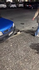 Un chat distingué est assis comme un gentleman sur le trottoir