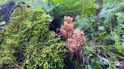 Rare fungus once thought to be extinct in the UK found by experts