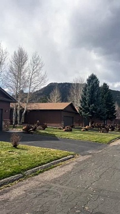 Les wapitis envahissent le quartier d'Estes Park, Colorado