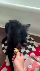 Le gingembre provoque des sentiments mitigés chez le chien