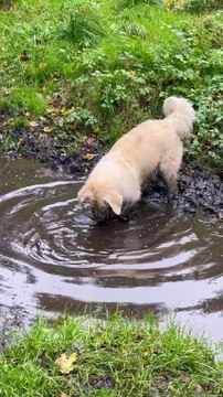 Les chiots dorés ne peuvent pas résister aux flaques de boue