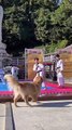 Golden Retriever veut participer à une démonstration de taekwondo