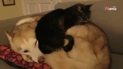 Le chat grimpe sur le Husky : la réaction du chien étonne plus de 2 millions de personnes (Vidéo)