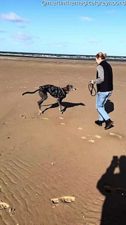 Zoomies de lévriers à la plage