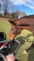 Un cheval rencontre bébé pour la première fois