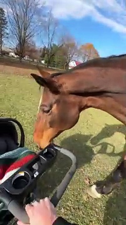 Un cheval rencontre bébé pour la première fois