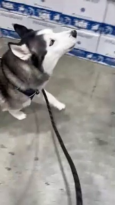 Husky s'énerve : les rennes du magasin ne veulent pas jouer