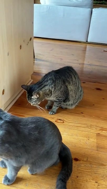 La crème glacée provoque le gel du cerveau du chat