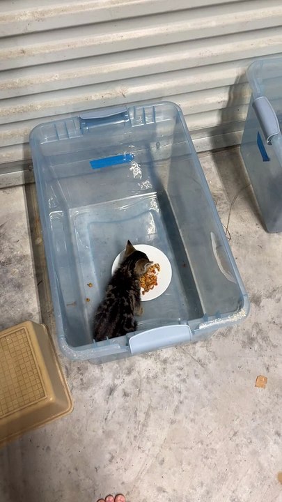 Un chaton fait de jolis petits bruits en mangeant