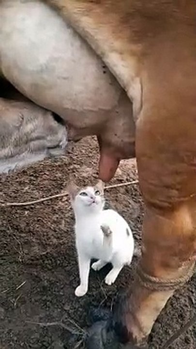 Kitty a envie de lait de vache