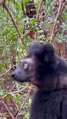 Lemur chante une belle chanson