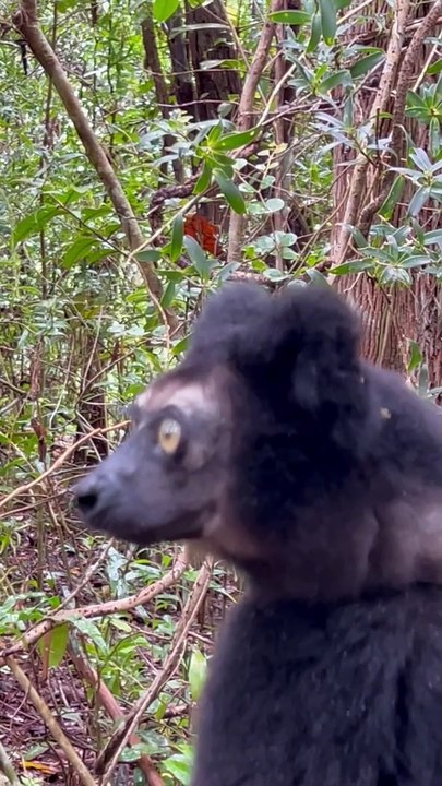 Lemur chante une belle chanson