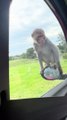 Des singes attaquent une voiture pendant un safari au volant