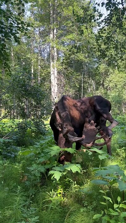 Yoga à l'orignal dans les bois