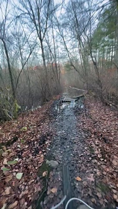 Balade en VTT à travers la forêt