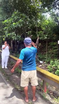 Mettre un paresseux à trois doigts en sécurité