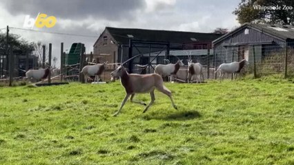 Endangered Antelope Species Slowly Thriving Once Again