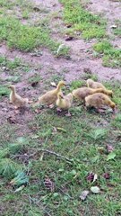 Des poulets Cobra bruyants adoptent des oisons